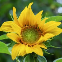 sunflower :: Zinovi Seniak
