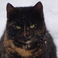 Портрет кошки :: Татьяна 
