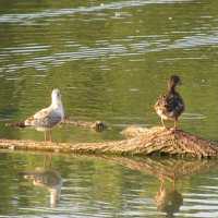 Озерная чайка и утка. :: Валерьян Запорожченко