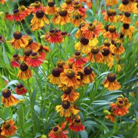 helenium :: Zinovi Seniak