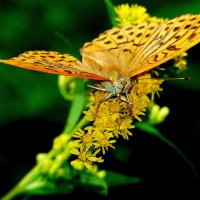 любят бабочки золотарник  5 :: Александр Прокудин