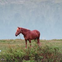 Красный конь :: alers faza 53 