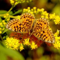 любят бабочки золотарник 7 :: Александр Прокудин