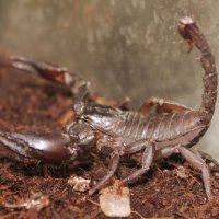 скорпион азиатский черный :: ольга хакимова