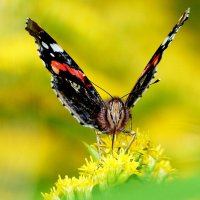 любят бабочки золотарник 14 :: Александр Прокудин