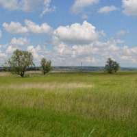 Аксай. Ивы на заливных лугах в пойме реки Аксай. :: Пётр Чернега