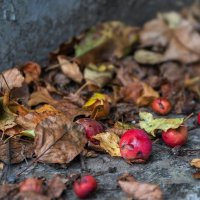 Время года перепутать нельзя ! :: Анатолий. Chesnavik.