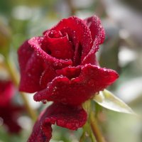 Красная роза-символ любви :: Ирина Баскакова