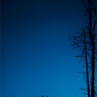 Night Rabbit :: Виталий Шевченко