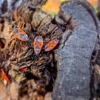 pyrrhocoris apterus (клоп-солдатик) :: AZ east3