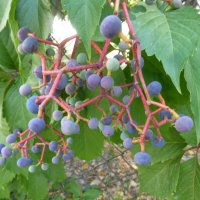 Девичий виноград :: Наиля 
