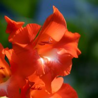 gladiolus :: Zinovi Seniak