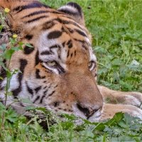 Амурский тигр. :: аркадий 