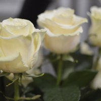 Белые розы :: Марина Кушнарева