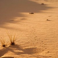 Пустыня просыпается на закате :: Лихо Одноглазое 