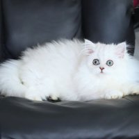 Наши котята подросли. :: Оля Богданович