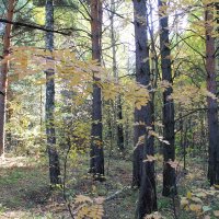 Осенний лес :: tamara kremleva