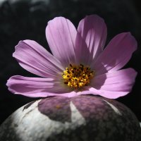 Цветок и камень. :: Нина Сироткина 