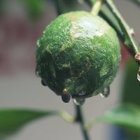 Не спелый лимон под дождем. :: Оля Богданович