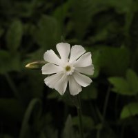 Белый цветок :: Олег Фролов