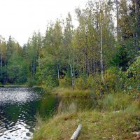 Берег лесного озера :: Вера Щукина