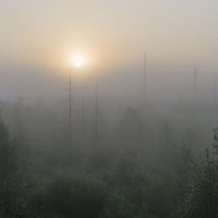 туманное утро в лесу :: Александр Волоцков