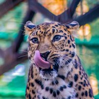Дальневосточный леопард. :: аркадий 