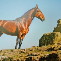 Конь  в горах Приэльбрусья! :: Евгений 