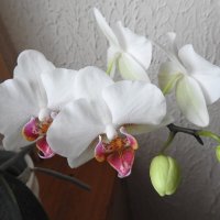 Наша белая орхидея снова цветёт! :: Natalia Harries