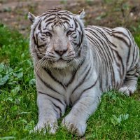 Бенгальский тигр Зао. :: аркадий 
