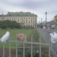 Забавные голуби у Казанского собора в Питере :: Фотогруппа Весна