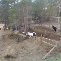 Конный клуб - приют для лошадей :: Андрей Макурин