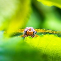 dragonfly :: djonatan whit