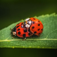 ladybug :: djonatan whit