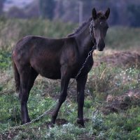 Красавчик. :: Восковых Анна Васильевна 