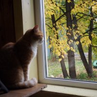 Осень кота Осипа :: Борис 