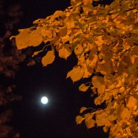 Дуэт для листьев и луны :: Дмитрий Костоусов