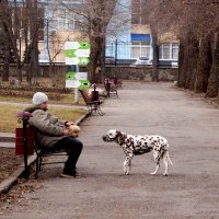 прогулка с далматинцем :: Влад 