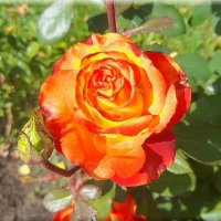 Осенняя роза. :: Зоя Чария