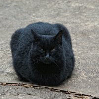 Дремлет чёрная кошка :: Сергей Порфирьев