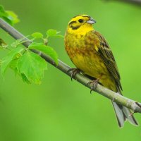 Обыкновенная овсянка(Emberiza citrinella) :: Иван 