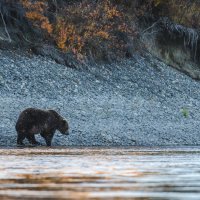 Закат,река,медведь. :: Евгений Житников