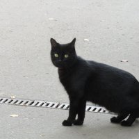 Чёрный котик :: Лариса 