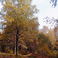 Осенний  лес :: Сергей Кочнев