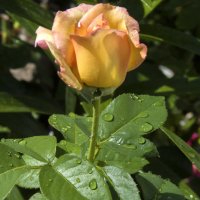 Бутон  розы и капли  дождя :: Валентин Семчишин