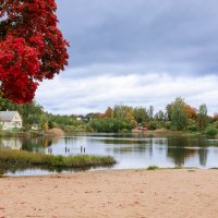 Осенние краски Колтушского озера :: Алексей Шехин