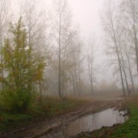 Туманное утро :: владимир тимошенко 