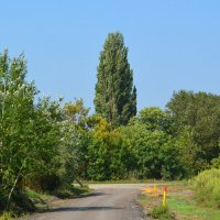 Старочеркасская. Тополь у дороги в северо-восточных окрестностях станицы. :: Пётр Чернега