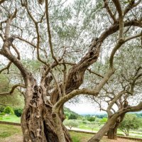 этим оливковым деревьям 300 лет :: Георгий А