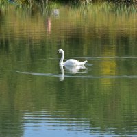 А белый лебедь на пруду... :: Александр 